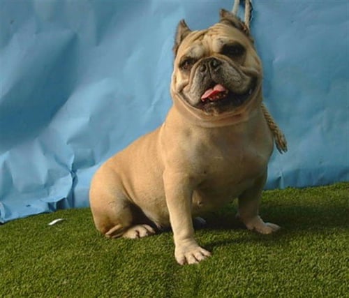 FOXY - French Bulldog available for adoption