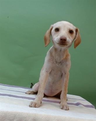 CORAZON - Terrier / Chihuahua available for adoption