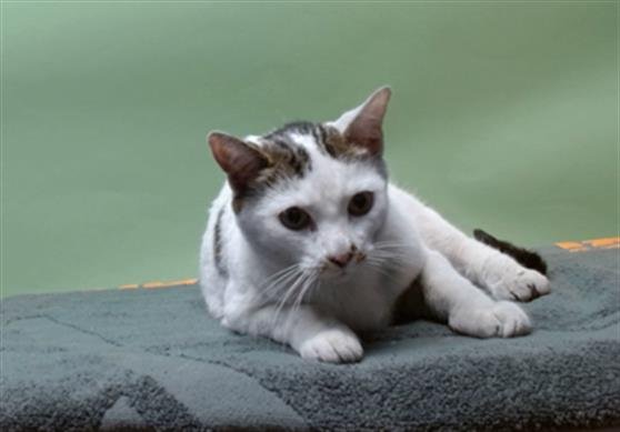 KITTY - Domestic Short Hair available for adoption