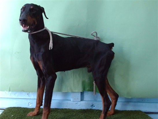 SAMUELLO - Doberman Pinscher available for adoption