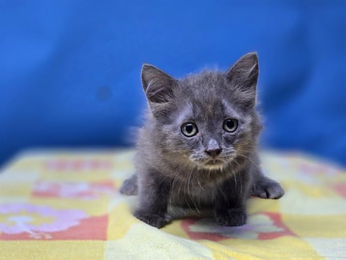 HAILEY - Domestic Medium Hair available for adoption