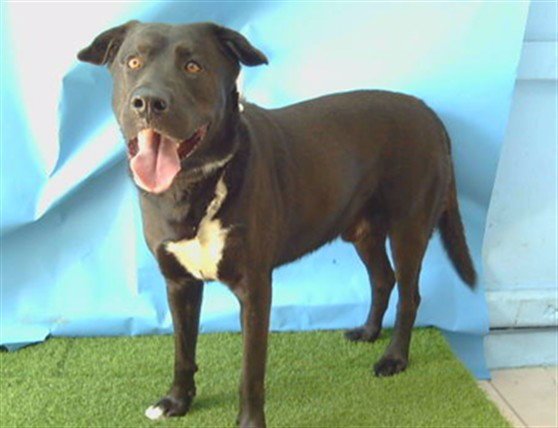 BRUNO Image