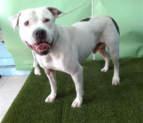 CHARLIE - Pit Bull Terrier available for adoption