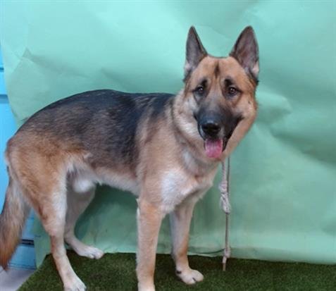 KAISER - German Shepherd Dog available for adoption