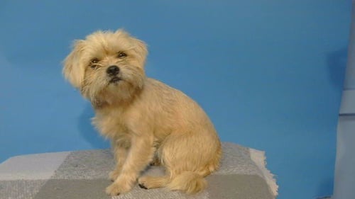 BISCUIT - Terrier available for adoption