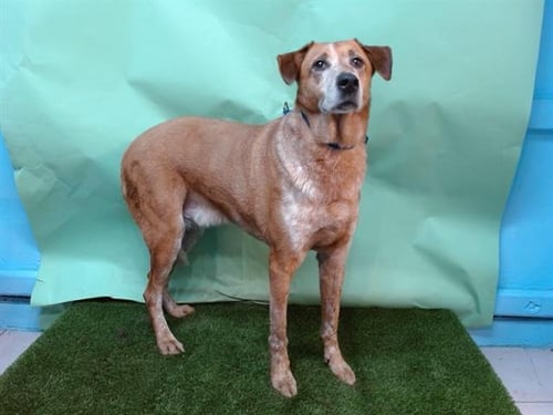 RIDGEMONT - Australian Cattle Dog/Blue Heeler available for adoption