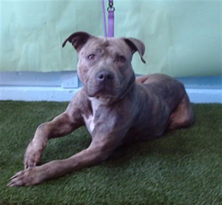MARLA - Pit Bull Terrier available for adoption