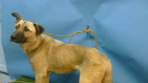 ANDRE - German Shepherd Dog / Belgian Shepherd Malinois available for adoption