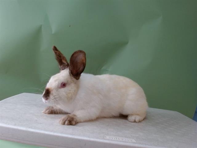 JUNIPER - Shorthaired Rabbit available for adoption