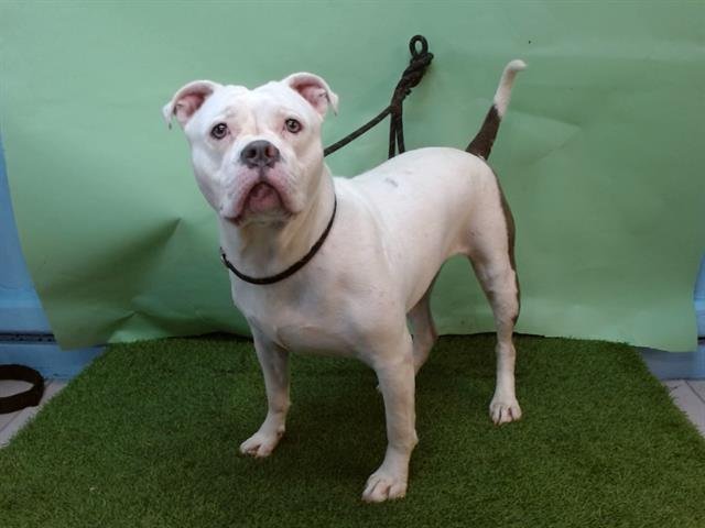 KASH - Boxer / Pit Bull Terrier available for adoption