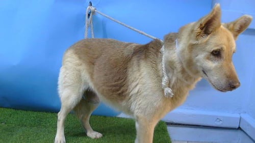 A5805562 - Siberian Husky available for adoption