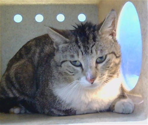 GUNTHER - Domestic Medium Hair available for adoption