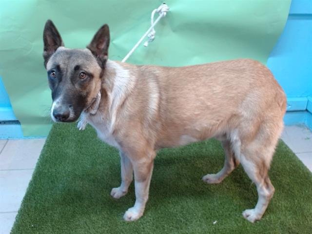 BESNON - Belgian Shepherd Malinois available for adoption