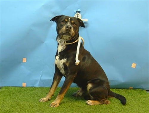TIBERIO - Rottweiler available for adoption