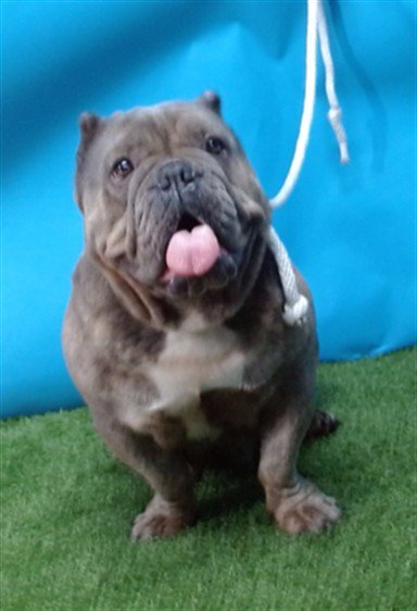 ANGIE - Bulldog for adoption in Torrance