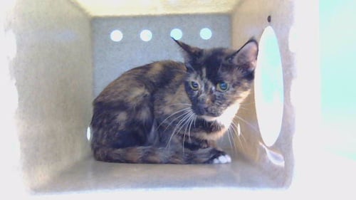 COFFEE - Domestic Short Hair available for adoption