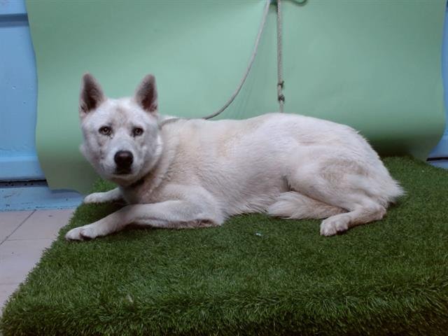 VALENTINO - Siberian Husky / Akita available for adoption