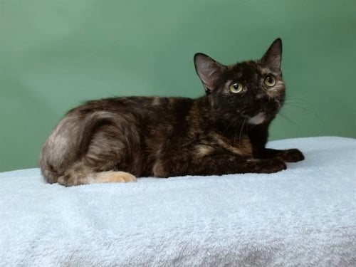 BELLE - Domestic Short Hair available for adoption