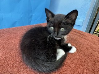 A5794358 - Domestic Short Hair available for adoption