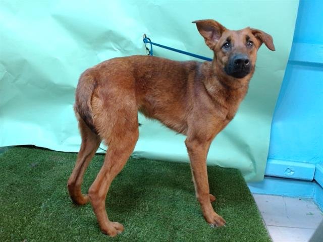 NOVA - German Shepherd Dog available for adoption