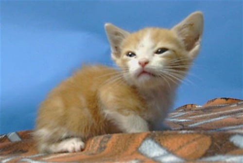 KENT - Domestic Short Hair available for adoption
