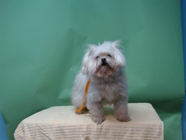 A5751566 - Terrier available for adoption