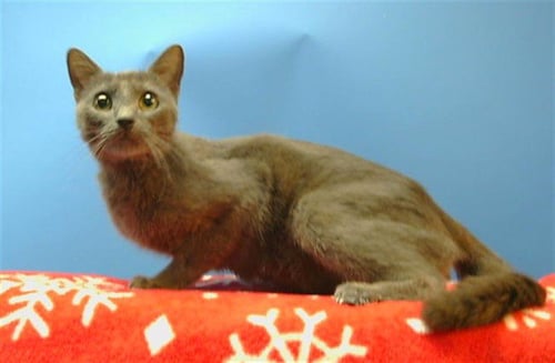 CHIQUITA - Russian Blue available for adoption