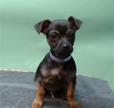 TAZ - Terrier available for adoption