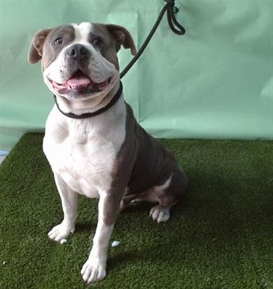 HARRISON - Boxer / Pit Bull Terrier available for adoption