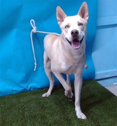 ARTHUR - Siberian Husky / German Shepherd Dog available for adoption