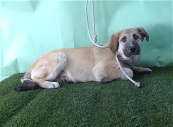 RITZ - German Shepherd Dog / Anatolian Shepherd available for adoption