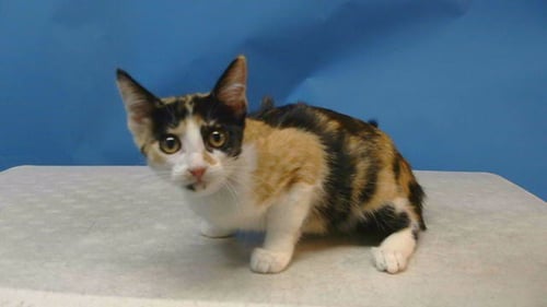 A5790873 - Domestic Short Hair available for adoption