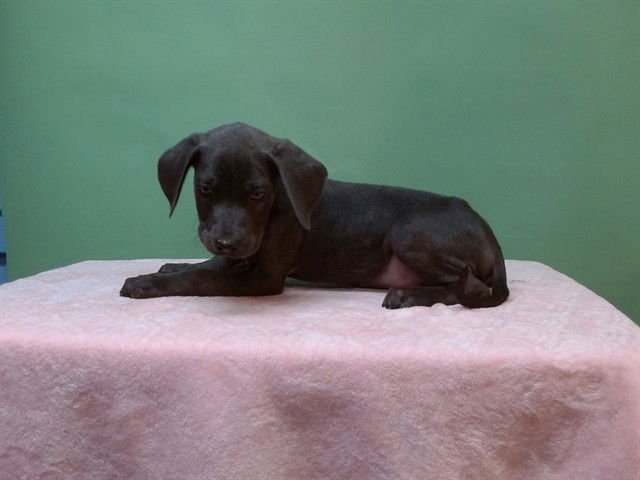 BRONSON - Pit Bull Terrier available for adoption