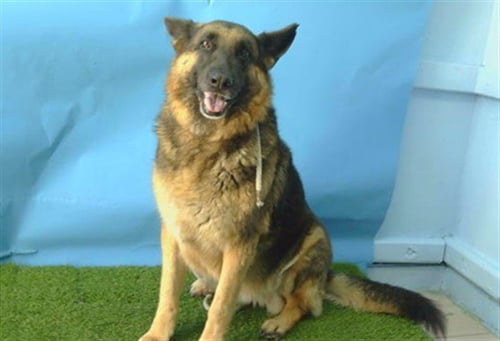 SOPHIE - German Shepherd Dog available for adoption