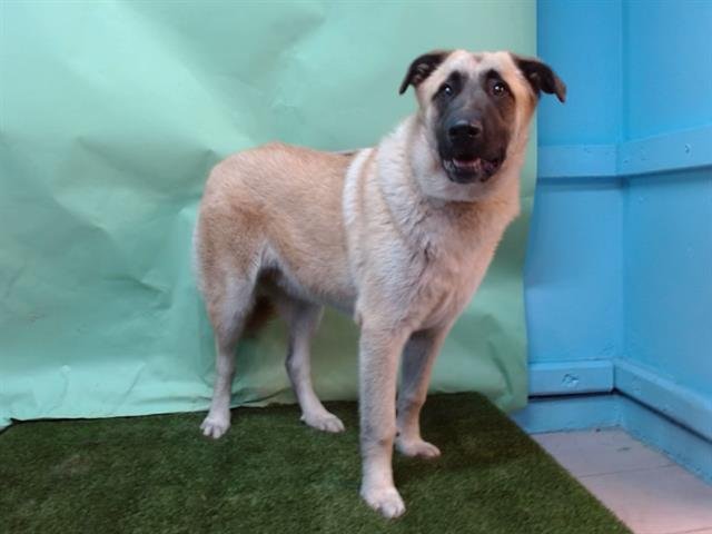 ZEUS - Anatolian Shepherd / German Shepherd Dog available for adoption