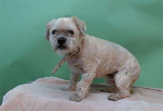 BUDDY - Lhasa Apso available for adoption