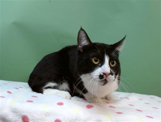 BLACK METAL - Domestic Short Hair available for adoption