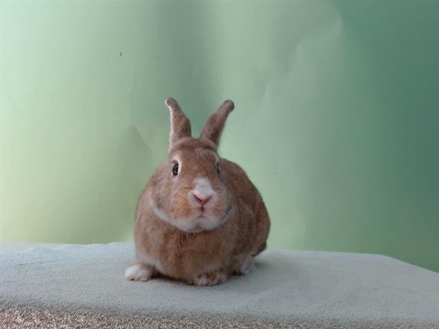 DAISY MAE - Shorthaired Rabbit available for adoption