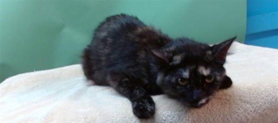 CROW - Domestic Medium Hair available for adoption