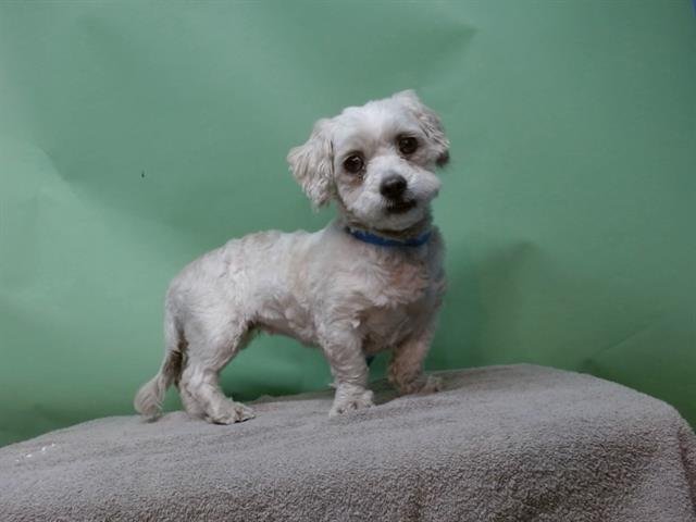 TINKER - Shih Tzu / Bichon Frise available for adoption