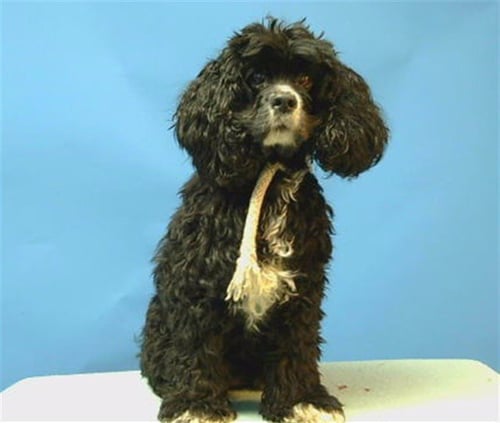 JUJU - Cocker Spaniel available for adoption
