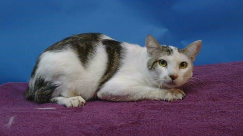 BRUCE - Domestic Short Hair for adoption in Torrance
