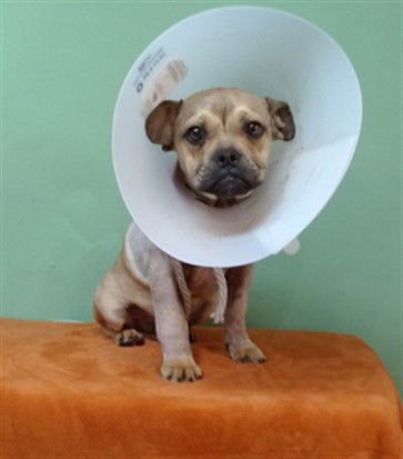 LAZY - French Bulldog available for adoption