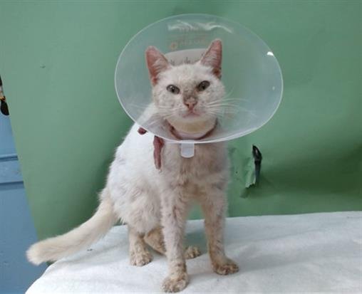 DON ALFONSO - Domestic Short Hair available for adoption