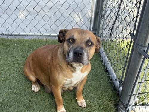 CANELA - Pit Bull Terrier available for adoption