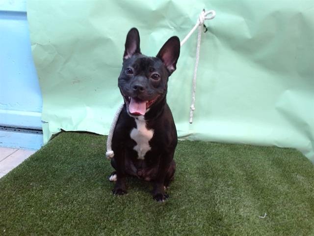 BOY - Chihuahua / French Bulldog available for adoption