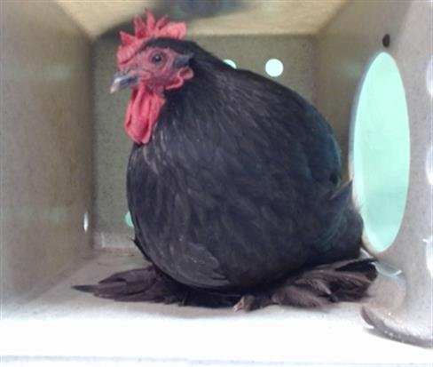 A5747476 - Chicken available for adoption