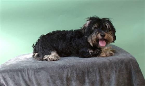 TITI - Lhasa Apso / Miniature Schnauzer available for adoption