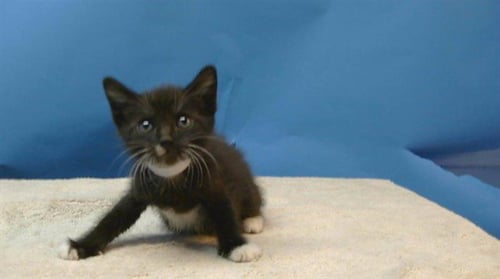 JACKIE - Domestic Short Hair available for adoption