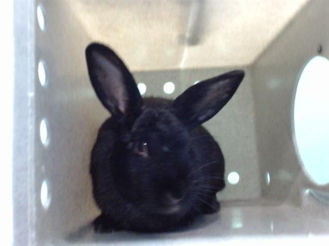 A5756703 - Shorthaired Rabbit available for adoption